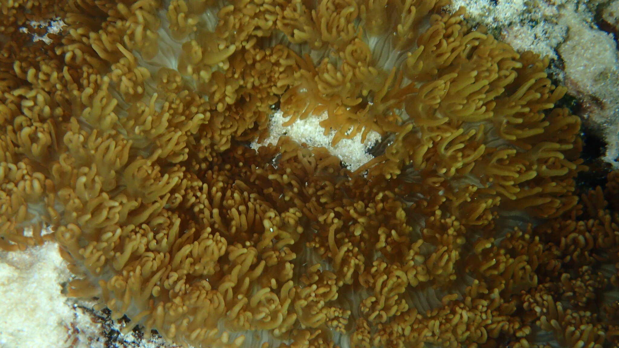 Image of red-mouth mushroom anemone