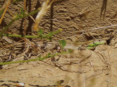 Image of Caucusus Emerald Lizard