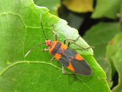 Image de Oncopeltus (Erythrischius) zonatus (Erichson 1848)