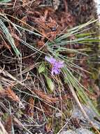 Image de Scabiosa lacerifolia Hayata