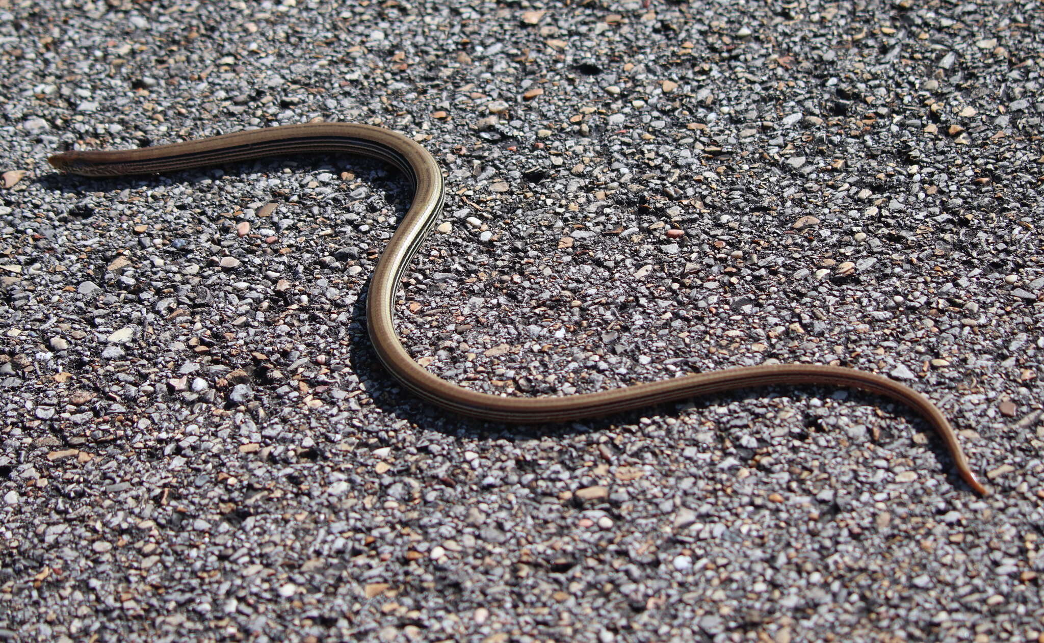 Image of Glass Lizards