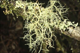 Image of Usnea inermis Motyka