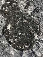 Image of blackthread lichen