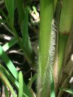 Image of Antelope Grass