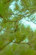 Image of Guadalupe island pine