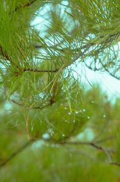 Plancia ëd Pinus radiata var. binata (Engelm.) Lemmon