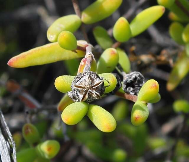 Imagem de Drosanthemum speciosum (Haw.) Schwant.