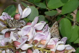 Image of Python Skipper