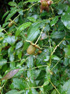 Image of Rubus fraxinifolius Poir.