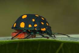 Image of Pachycoris fabricii (Burmeister 1835)