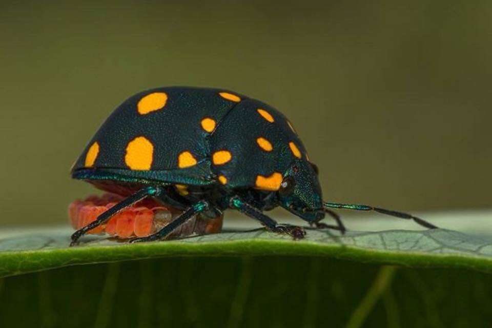 Image of Pachycoris fabricii (Burmeister 1835)