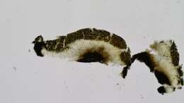 Image of Cresponea chloroconia (Tuck.) Egea & Torrente