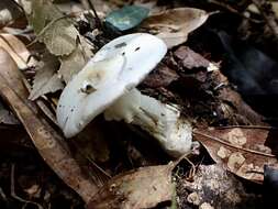 Image of Amanita kotohiraensis Nagas. & Mitani 2000