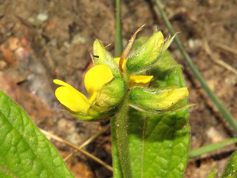 Image of Eriosema ellipticifolium Schinz