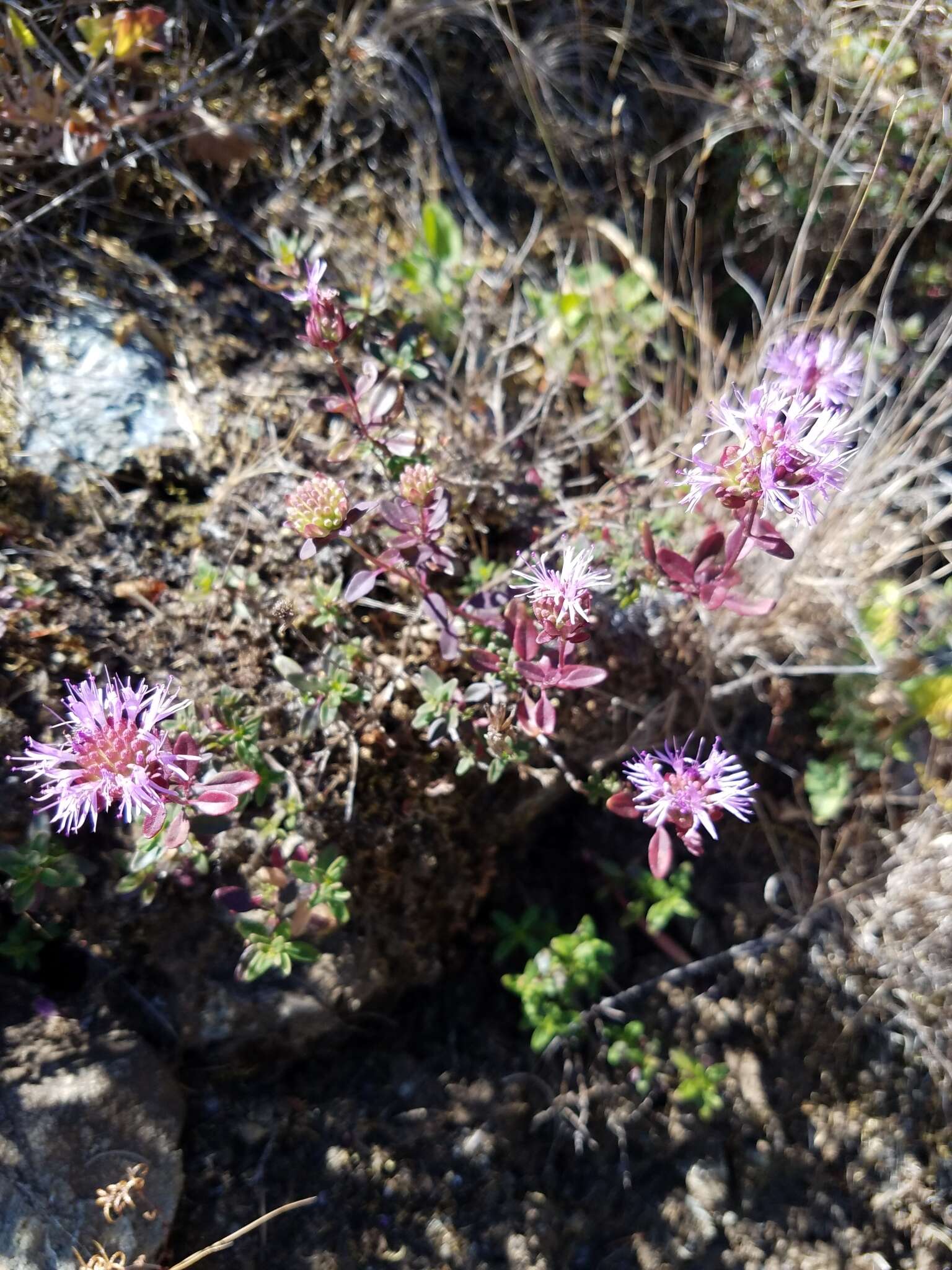 Image de Monardella purpurea Howell