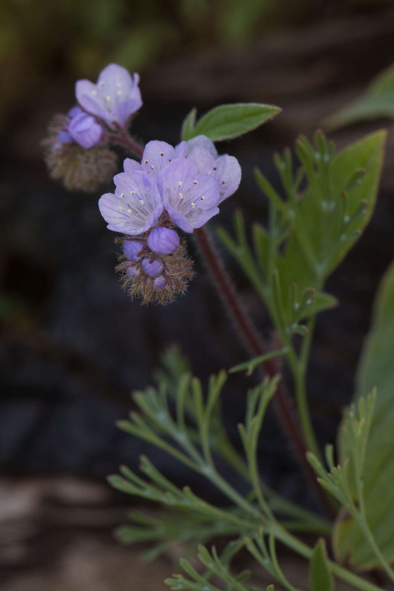 Imagem de Phacelia breweri A. Gray