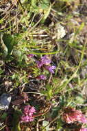 Image de Gentianella amarella var. lingulata (C. Agardh) T. Karlsson