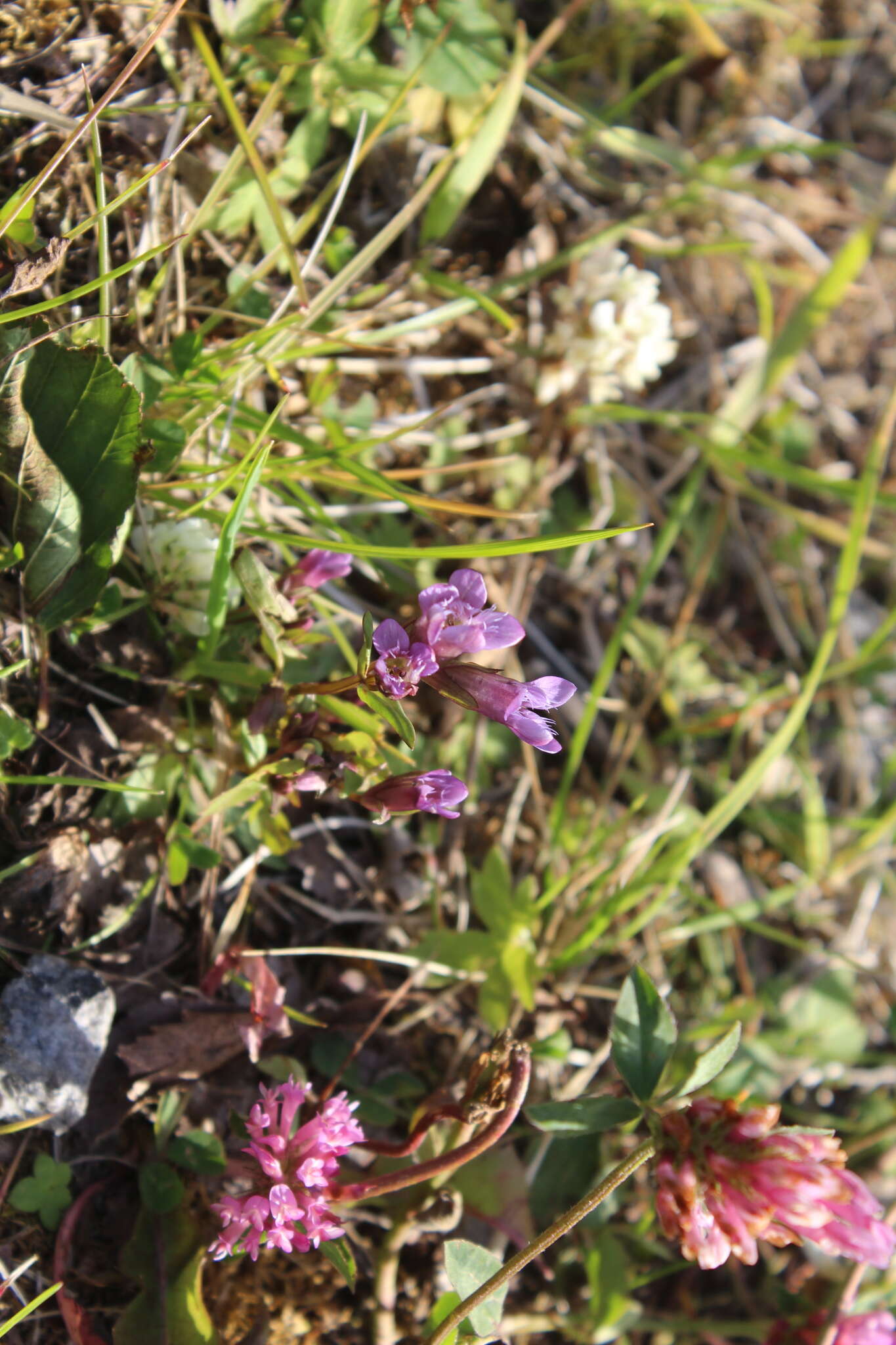 Image of Gentianella amarella var. lingulata (C. Agardh) T. Karlsson