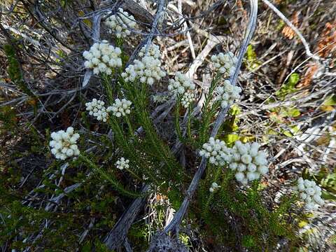 Image of Needle Everlasting