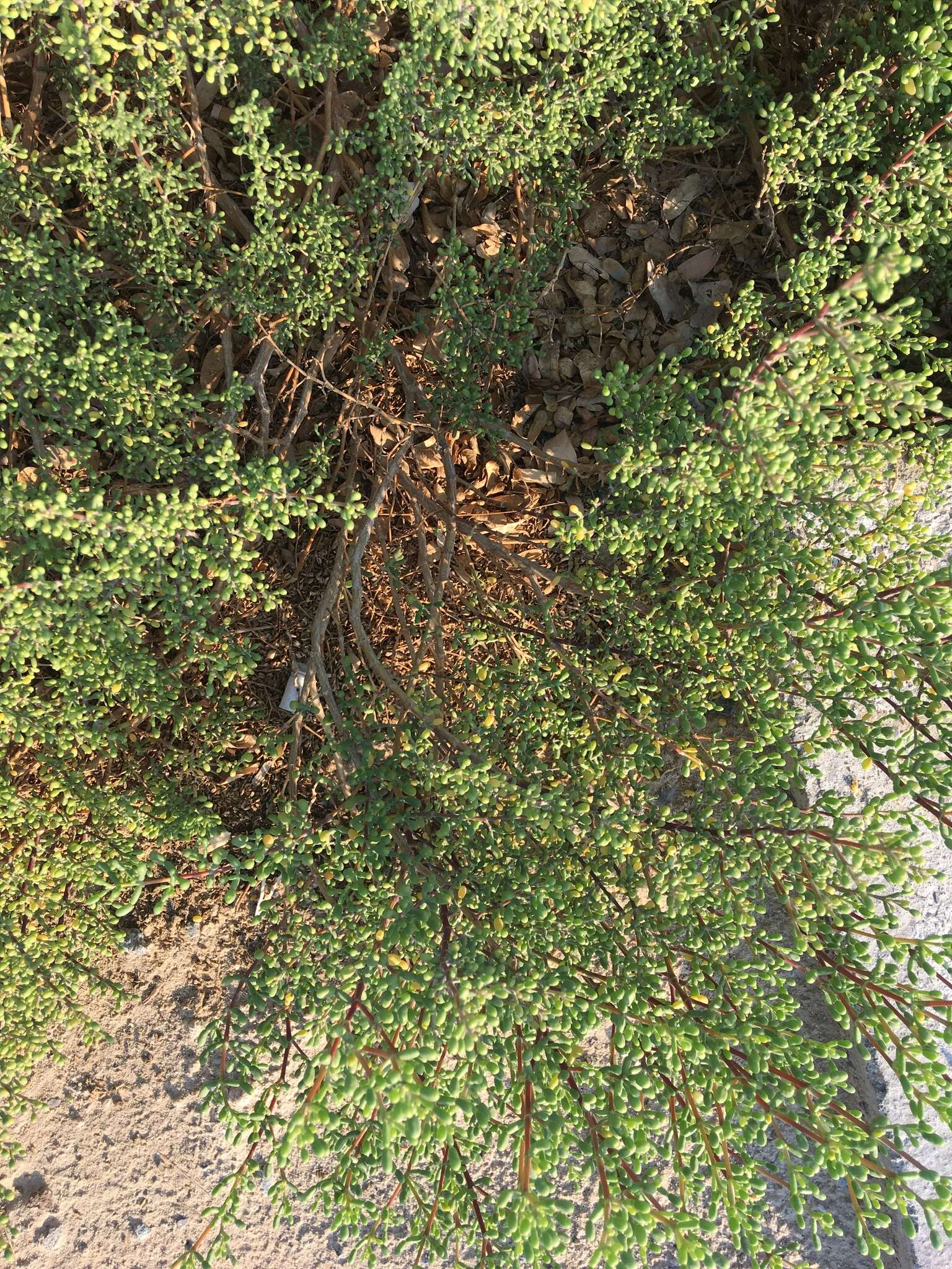 Image of Tetraena hamiensis var. qatarensis (Hadidi) Alzahrani & Albokhari