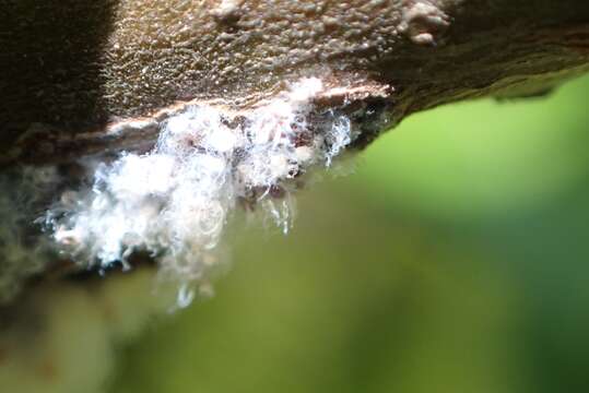 Image of Woolly Apple Aphid