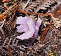 Sivun Porpolomopsis lewelliniae (Kalchbr.) Lodge, Padamsee & S. A. Cantrell 2013 kuva