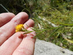 Plancia ëd Euthamia occidentalis Nutt.