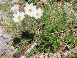 Image of Anemone baldensis subsp. pavoniana (Boiss.) Lainz