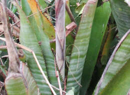 Imagem de Aechmea bocainensis E. Pereira & Leme