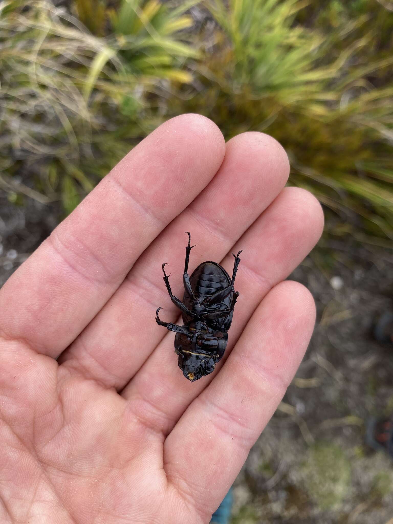 Image of Helms' stag beetle