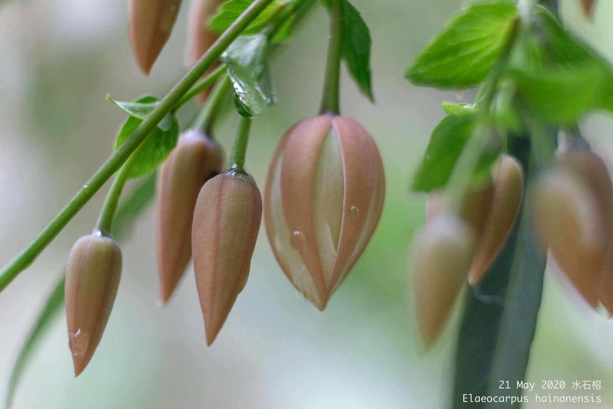 Image of Elaeocarpus hainanensis Oliv.