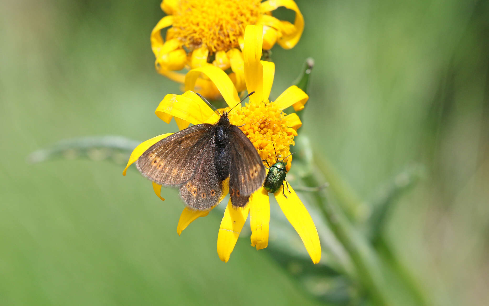 Image of Yellow-banded Ringlet