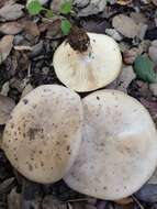 Image of Clitocybe brunneocephala H. E. Bigelow 1982