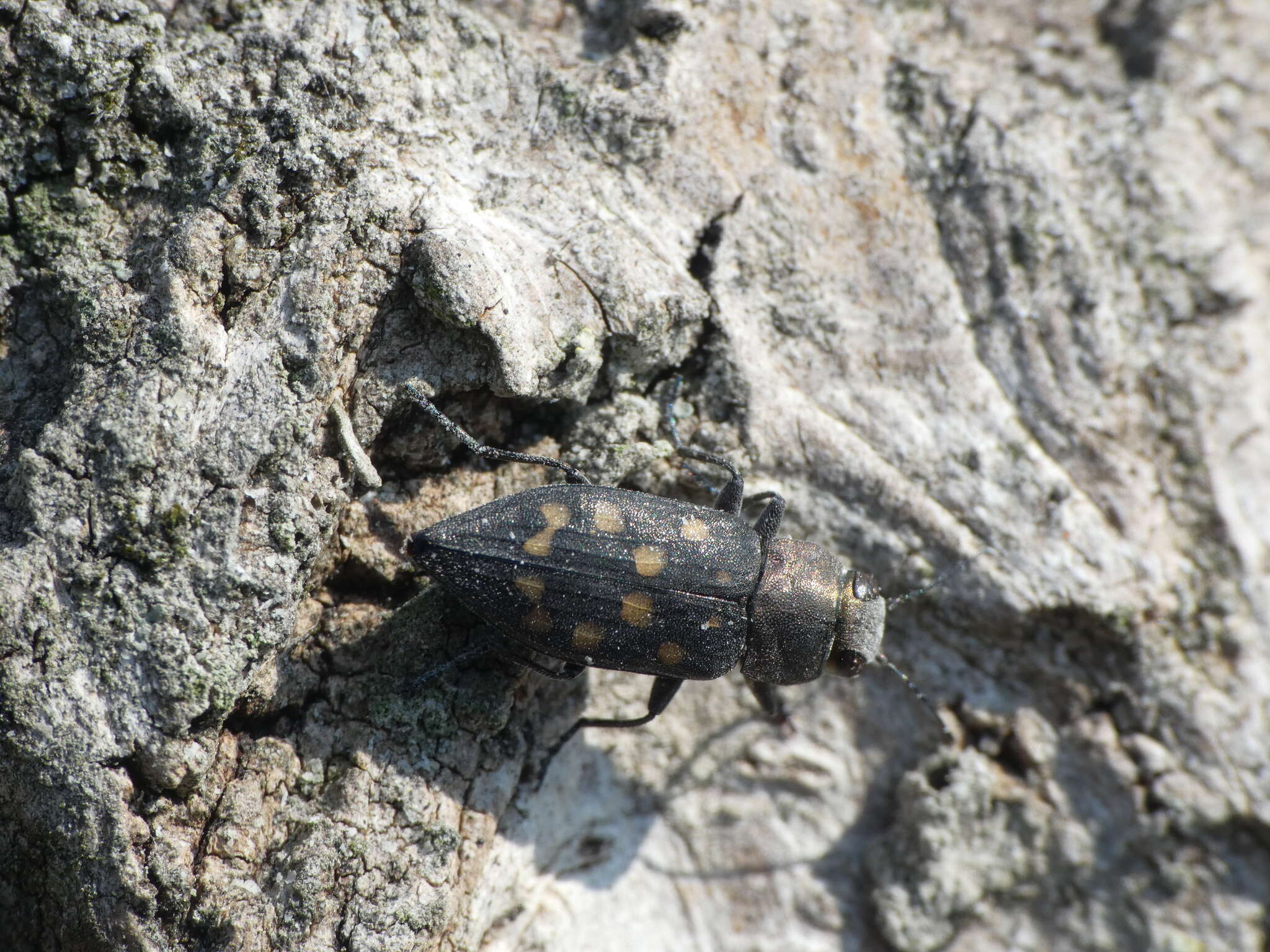 Sivun Trachypteris picta decostigma (Fabricius 1787) kuva