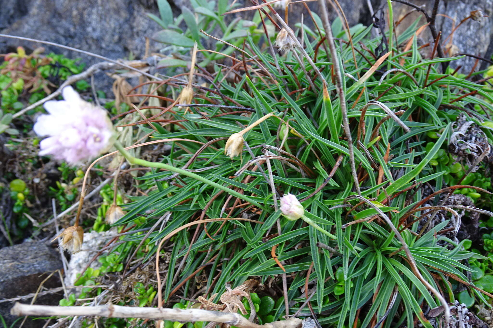 Image of Armeria ruscinonensis Girard