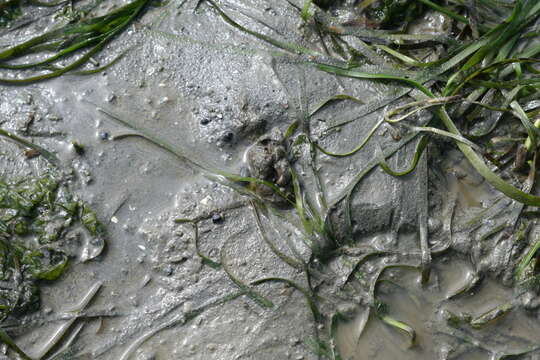 Image of Eelgrass