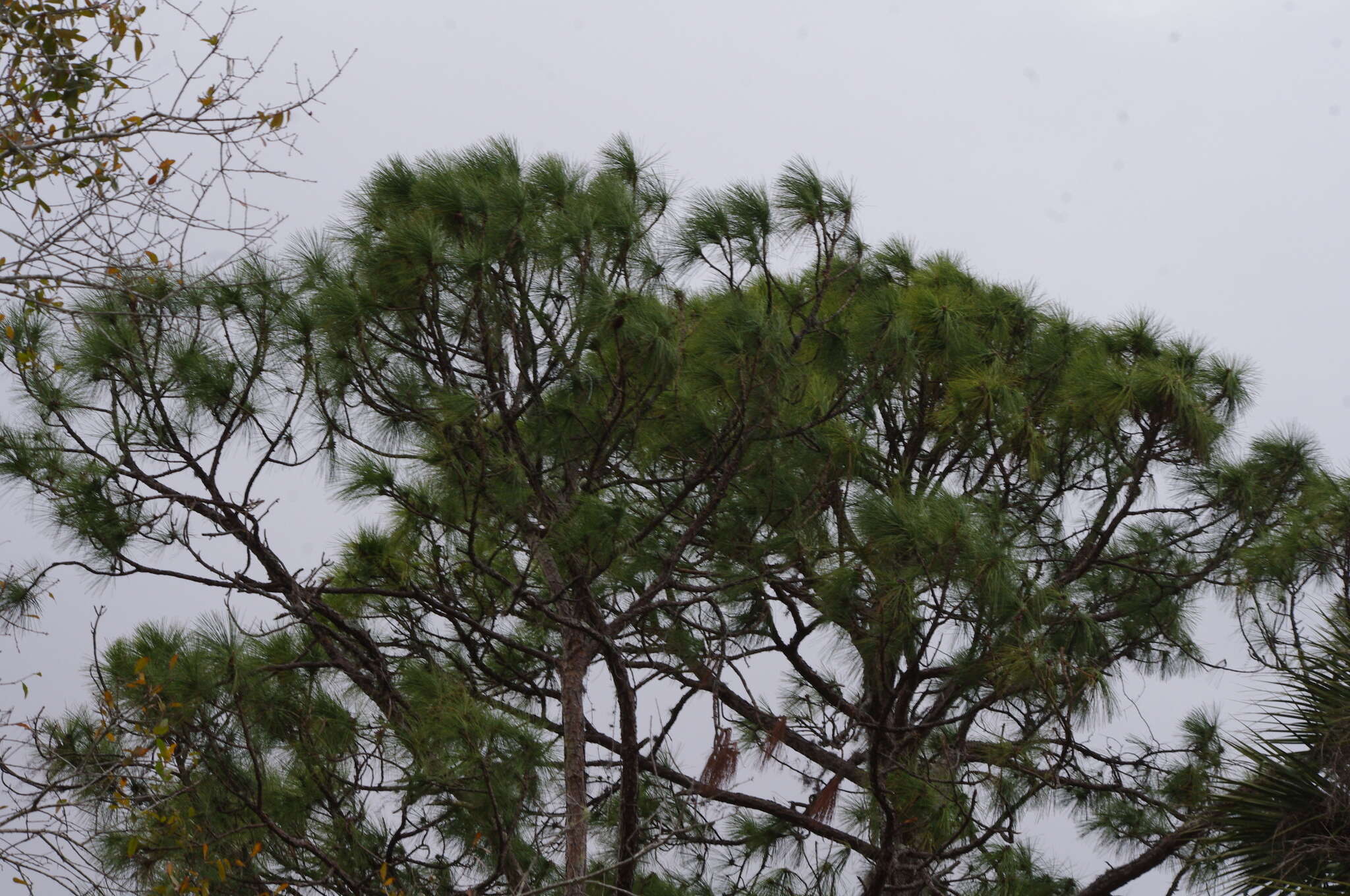 Image of Slash Pine