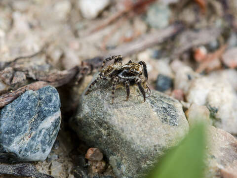 Image of Pseudeuophrys obsoleta (Simon 1868)