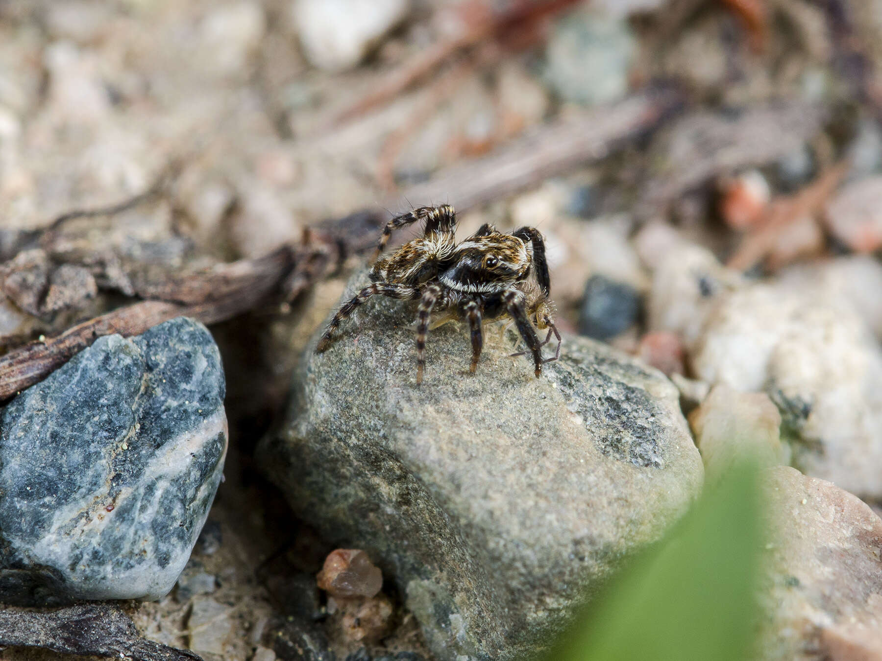 Imagem de Pseudeuophrys obsoleta (Simon 1868)