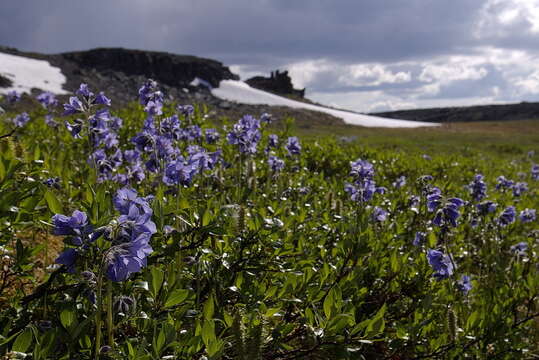 صورة Polemonium acutiflorum Willd. ex Roem. & Schult.