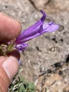 Image of timberline beardtongue