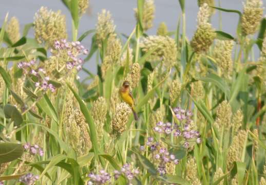 Image of Brown-headed Bunting