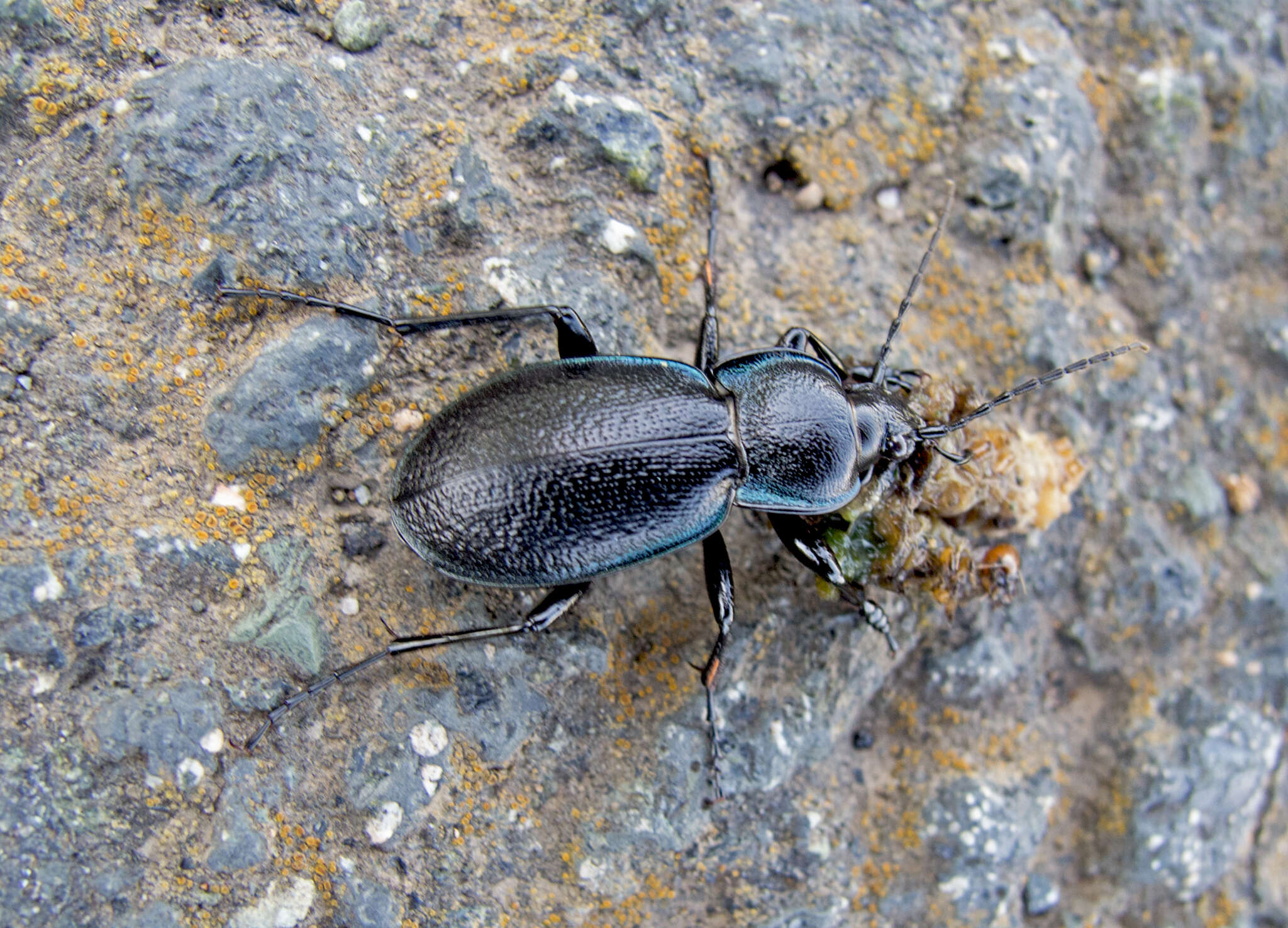 Image of Carabus (Archicarabus) wiedemanni wiedemanni Ménétriés 1836