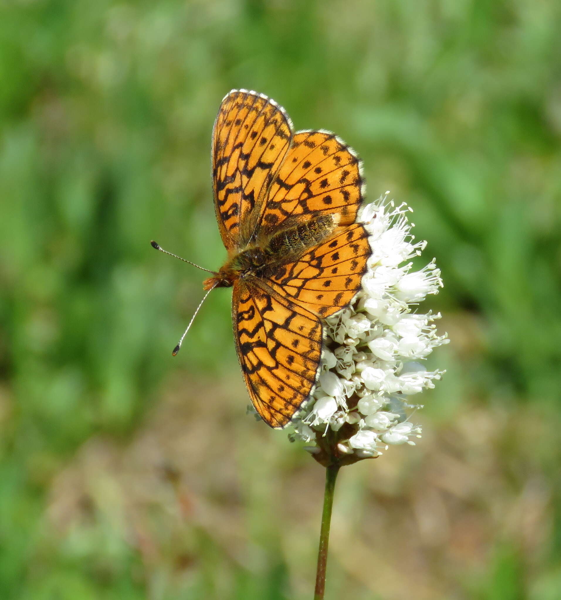 Imagem de <i>Boloria kriemhild</i>