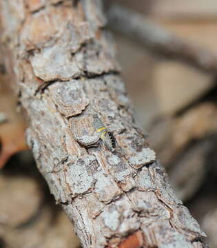 صورة Aeolocosma cycloxantha Meyrick 1906