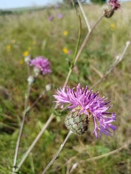 Centaurea scabiosa subsp. apiculata (Ledeb.) A. D. Mikheev的圖片