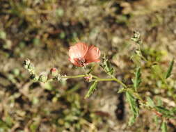 Imagem de Sphaeralcea chenopodifolia A. P. Rodrigo