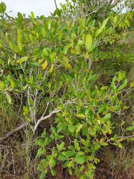 Gardenia rutenbergiana (Baill. ex Vatke) J.-F. Leroy的圖片