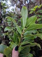 Image of Maui mirrorplant