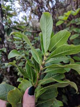 Image de Coprosma ochracea W. R. B. Oliv.